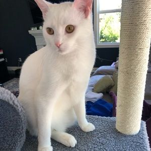 Meet your Posher, Nooshin